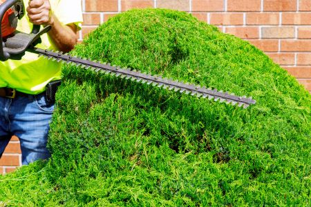 Bush trimming in Lynchburg TN