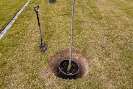 Planting Thumbnail